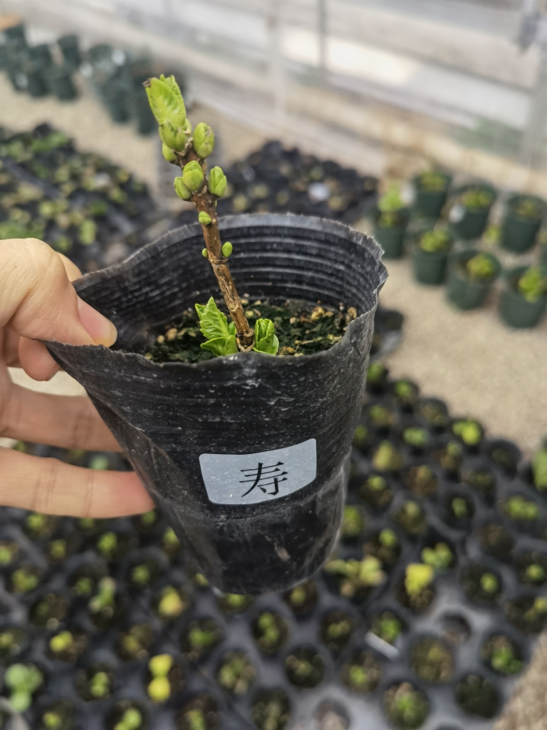 新品绣球 寿 变色多色进口大花绣球花苗小苗庭院露台植物盆栽花卉 - 图3