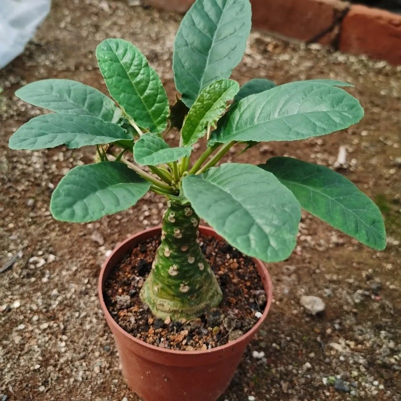 琉桑块根植物稀有像椰子树状奇趣多肉迷你小盆栽绵叶硫桑夏种型花-图1