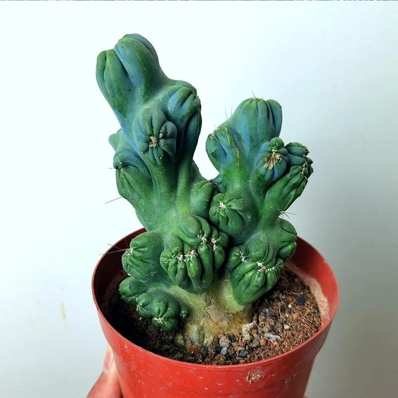 稀有仙人山紫云罗汉山影仙人掌多肉五指山梦黄金虎头山影彩山影锦