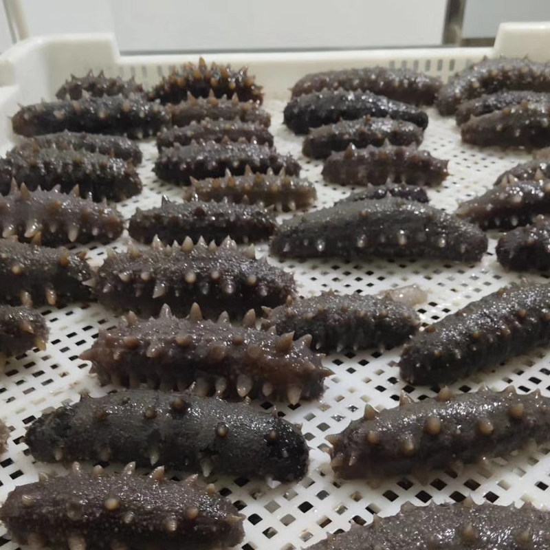 大连野生50g泡600g鲜活淡干海参 盐阜干品/即食海参