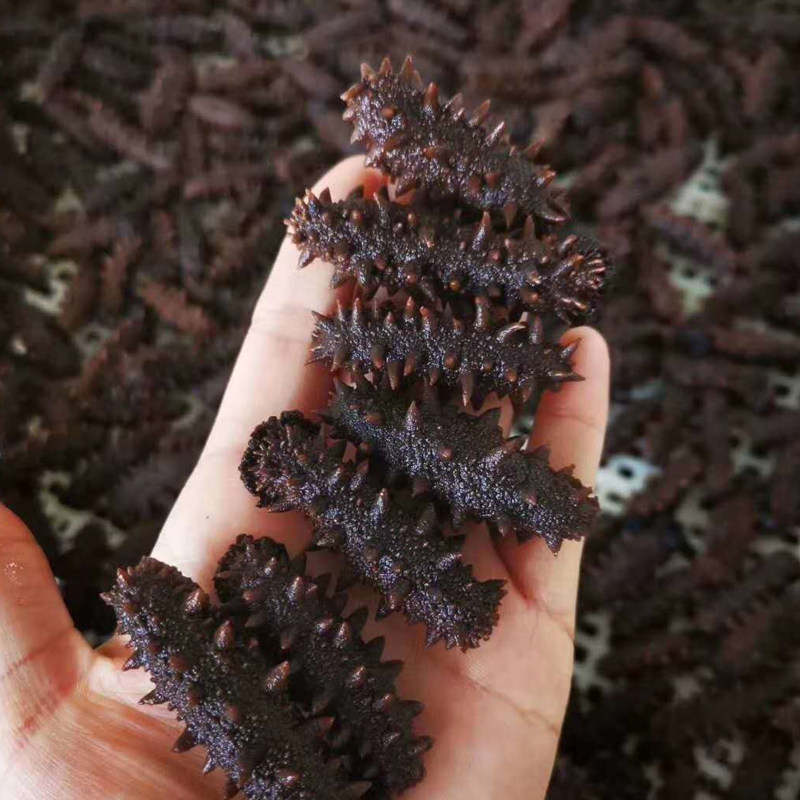 大连野生50g泡600g鲜活淡干海参 盐阜干品/即食海参