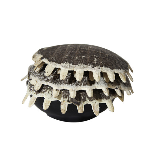 中药材 生鳖甲 醋鳖甲壳 甲鱼壳 鳖盖子 500克 包邮 可免费打粉 - 图3