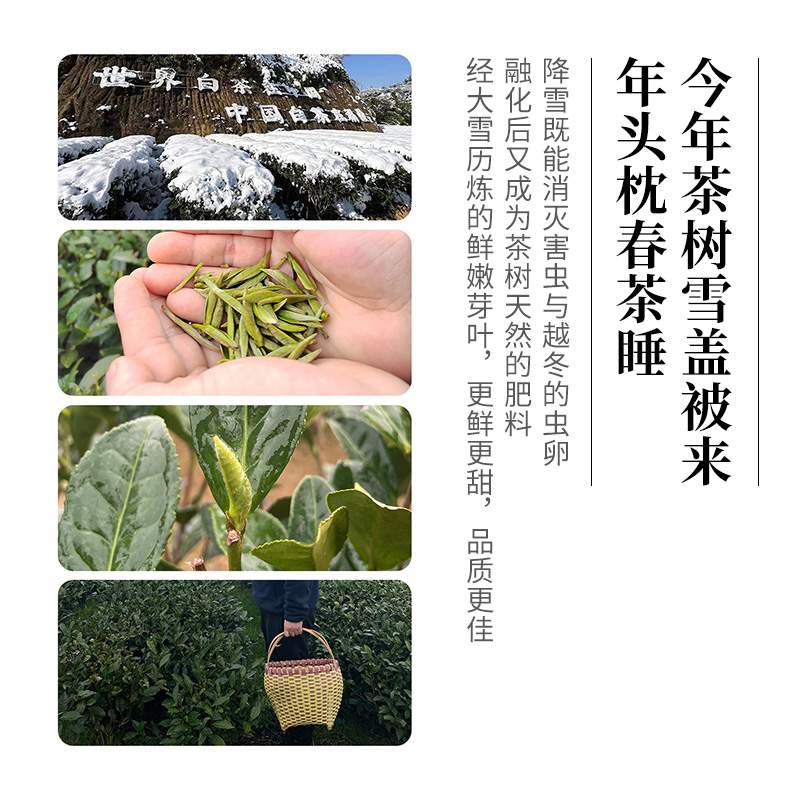 中茶茶叶 首春单芽福鼎特级白茶2024新茶头采白毫银针礼盒装120g - 图2