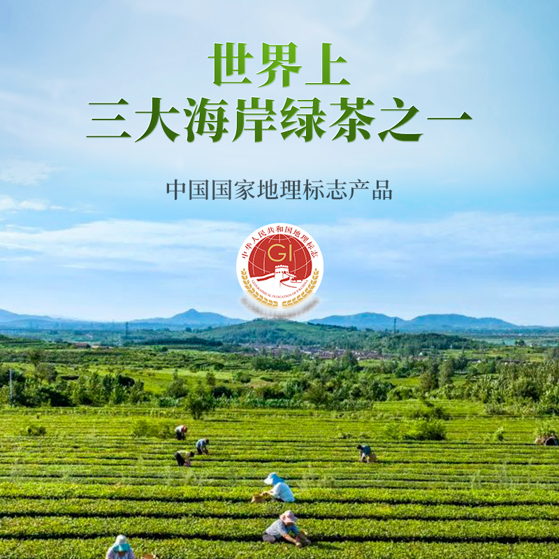 中茶茶叶 2024春茶新茶纸包系列日照绿茶200g 山东日照产区绿茶 - 图0