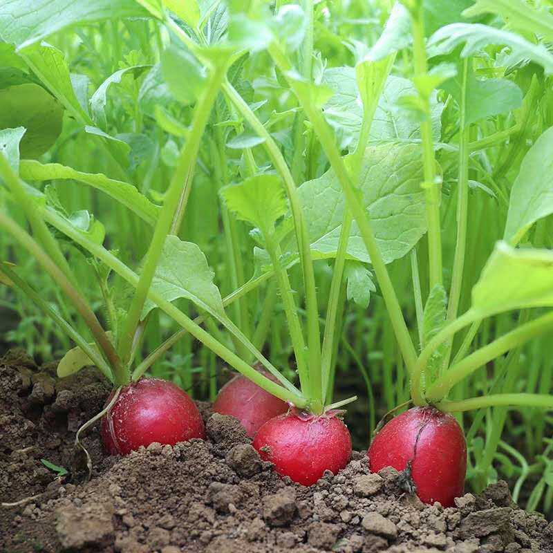 早熟水果樱桃小萝卜种子 春夏秋四季播蔬菜籽 阳台盆栽大田易种孑
