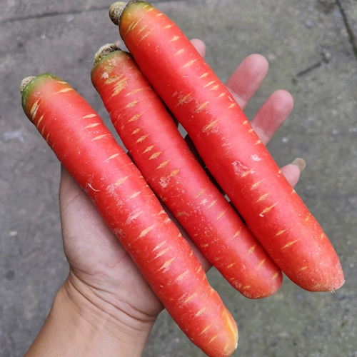 Sichuan Carrot Fresh Бесплатная доставка песчаная фруктовая морковь фермер овощное красное сердце хрустящее сладкое песчаное гнездо сладкая редька