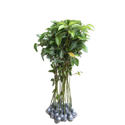 香樟树苗驱蚊虫绿化树小叶香樟苗四季常青地栽盆栽庭院别墅樟树苗 - 图3