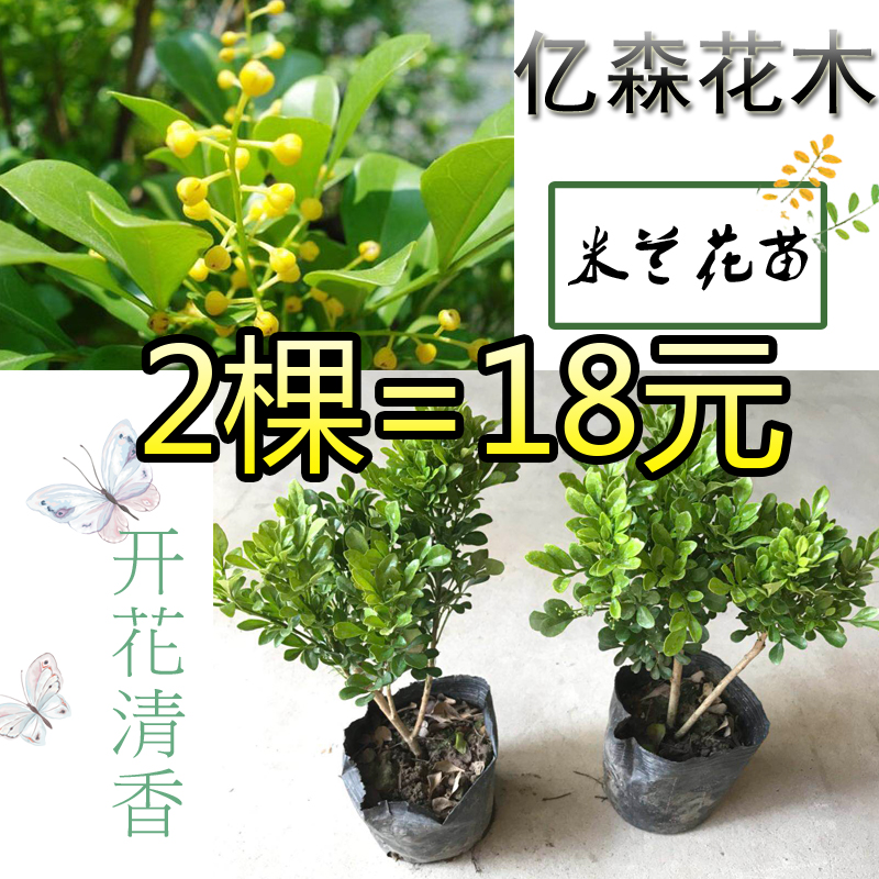 米兰花盆栽驱蚊虫植物绿植花卉香花植物室内香味绿色观花室内花卉-图1