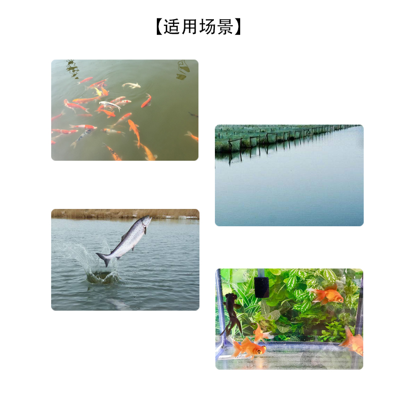 Dibasin fish tank aquarium koi breathing with single gill in the tank
