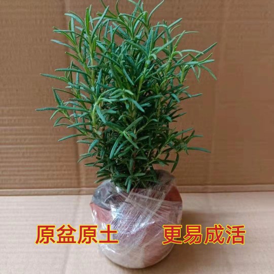 迷迭香盆栽可食用驱蚊植物香草花卉绿植物室内煎牛排-图2