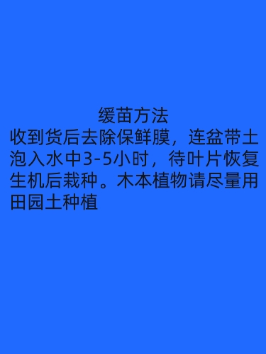 迷迭香盆栽可食用驱蚊植物香草花卉绿植物室内煎牛排-图3