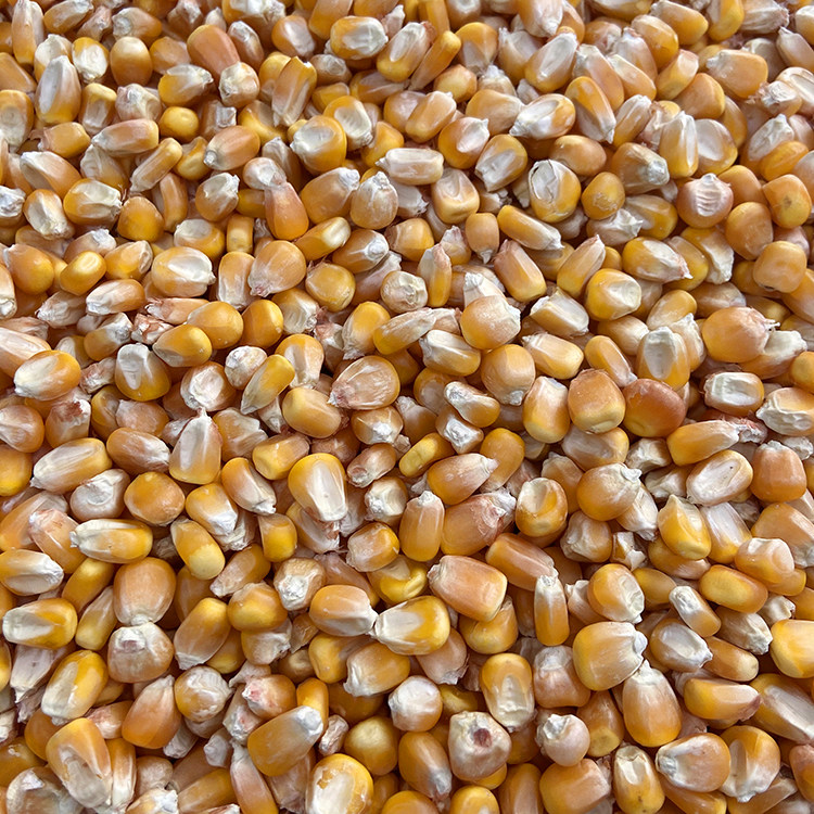 中粒玉米喂鸽子鸡鸭仓鼠小宠干玉米鸟饲料鸽粮食钓鱼打窝,淘宝优惠券,粉丝福利购,淘宝优惠卷
