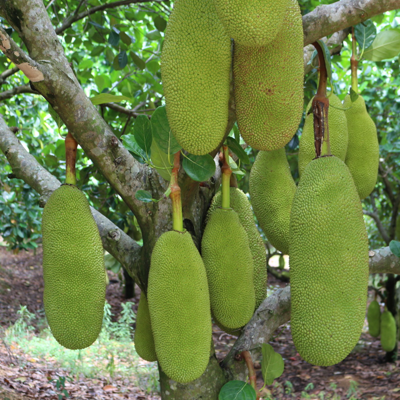 富鲜园海南菠萝蜜 新鲜水果包邮一整个 心肉当季红假榴莲三亚木波罗蜜密1