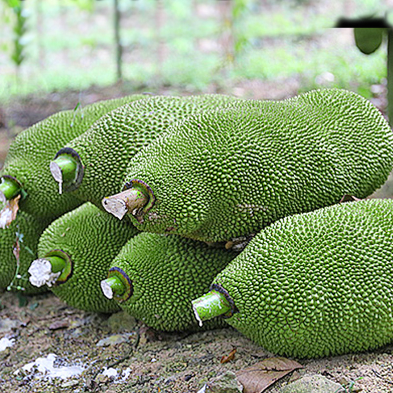富鲜园海南菠萝蜜新鲜水果包邮当季热带一整个越南肉波罗蜜木菠萝特产红2