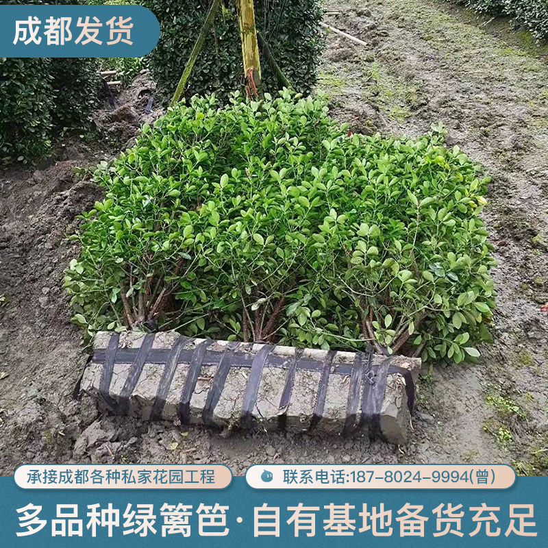 篱笆植物庭院绿化带隔断绿植金森金禾女贞大叶黄杨红叶石楠四季青-图2