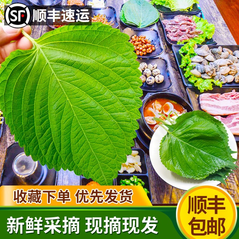 顺丰包邮新鲜苏子叶农家 菜韩国烤肉叶日式料理绿色蔬菜紫苏菜叶 - 图1