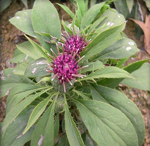 新采中药材白术种子桴蓟于术冬白术淅术杨桴山蓟杨枹蓟山芥苗包邮