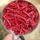 Yunnan Qiubei Dried Chili Pepper Festival Stir-fried Catering