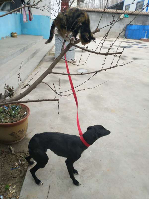 天鹰新款一体拉紧绳帆布绳子宠物牵引绳格力格慧犬狗绳子狗链子 - 图2