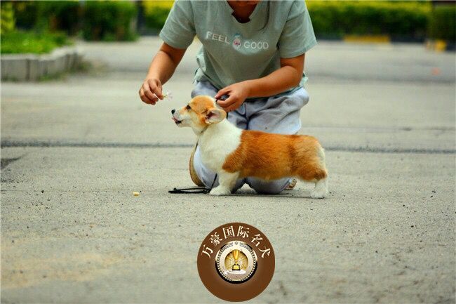 北京正规犬舍出售纯种黄白威尔士柯基幼犬 宠物狗活体 外地可空运