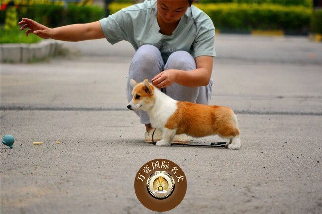 北京正规犬舍出售纯种黄白威尔士柯基幼犬 宠物狗活体 外地可空运