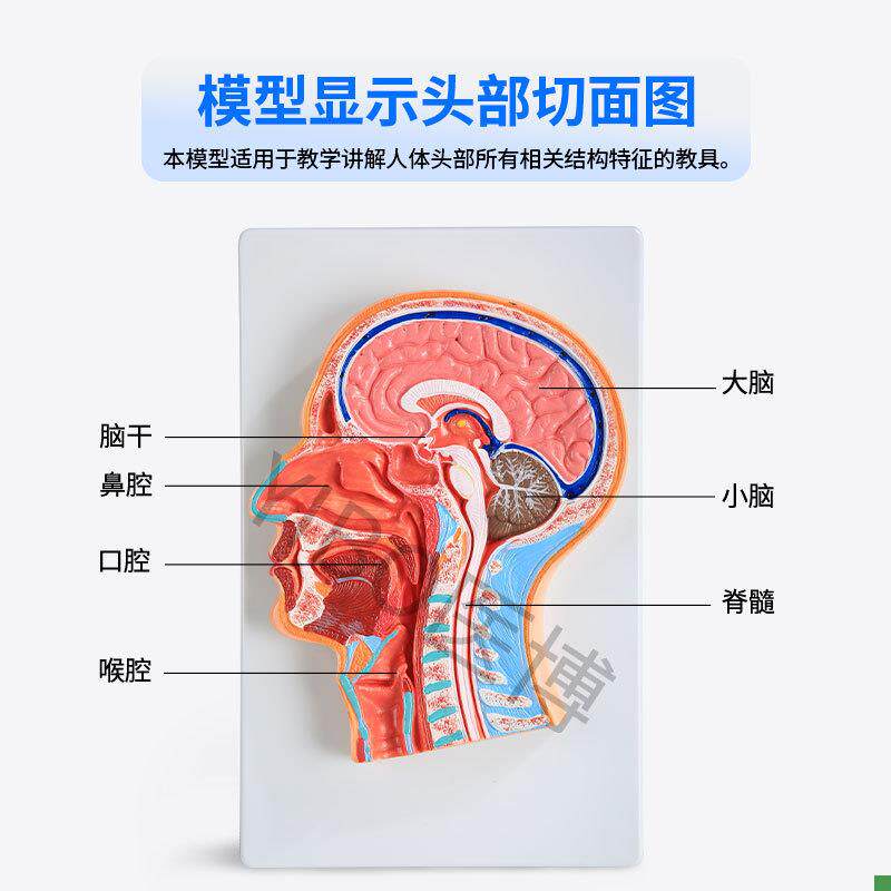 医博BIXg-A1065人体头部切面展示模型 - 图0