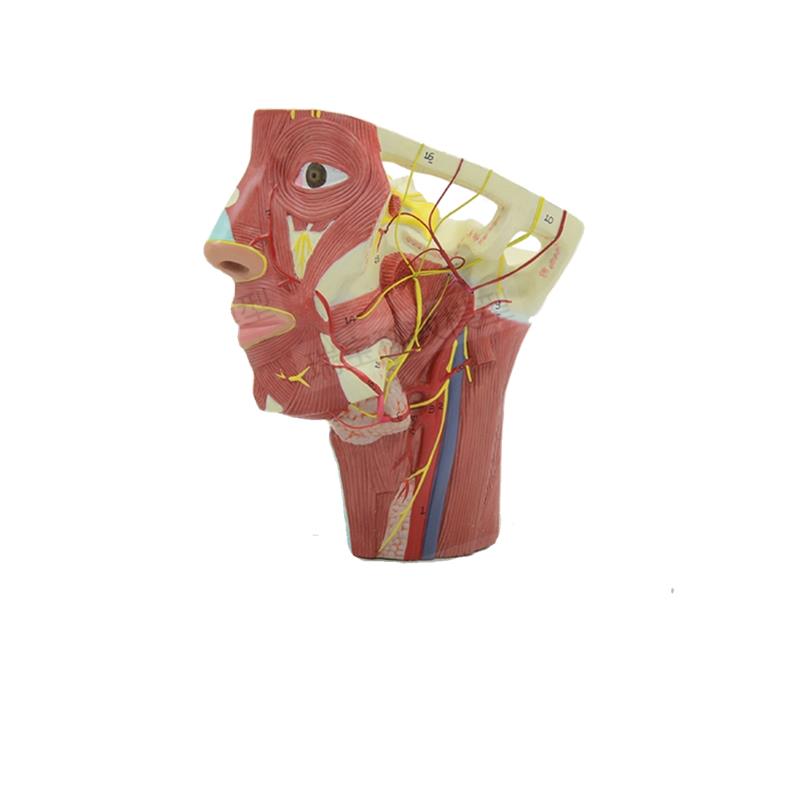 面部动脉分布模型麻醉解剖教学局部浅层神经O静脉微整形美容神经 - 图3