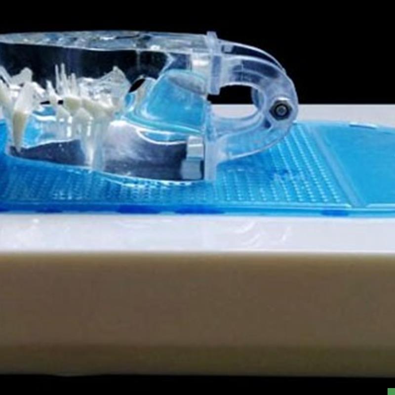 透明猫牙动物骨骼宠物牙动物模型宠物兽医教学教.仪猫牙优惠 - 图2