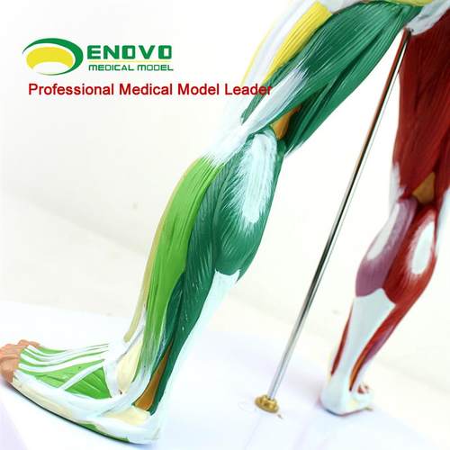 ENOVO颐诺医学美术人体全身肌肉D模型运动肌肉解剖系统健身教学人 - 图2