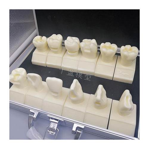 牙科4倍大窝洞制备模型四倍牙齿备牙标准示范嵌体洞R型12个M7025 - 图3