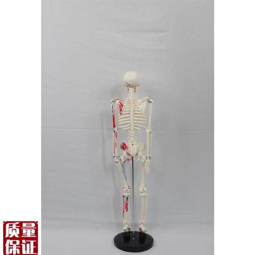 85CM附半边肌肉起止的骨骼(B标数字)人体骨骼模型医药展示器 - 图2