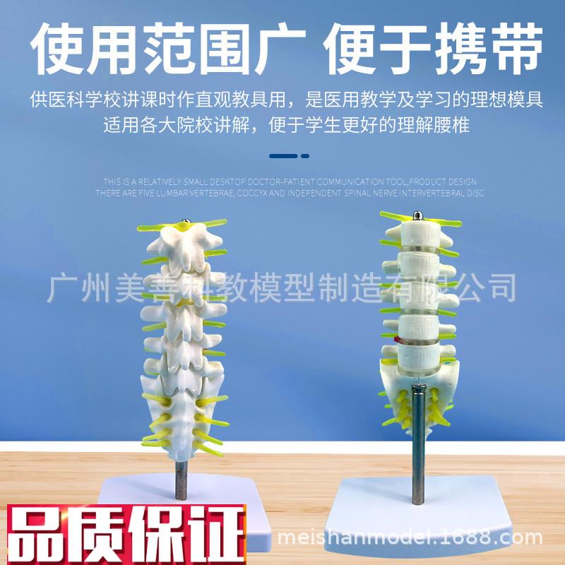 小型腰椎带尾椎骨模型5节带腰椎间盘的腰Q椎骶骨尾骨和脊椎 - 图1