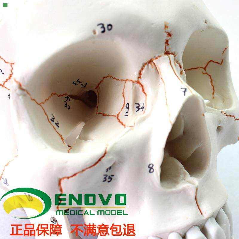 颐诺正品医用人体头头颅骨模型标本骨骼模型学生用品用具模型礼物,淘宝优惠券,粉丝福利购,淘宝优惠卷