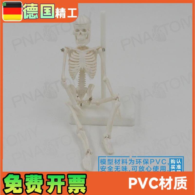 22cm小型白色全身人体骨骼模型骷髅骨架玩具万圣节可拆卸启蒙美术 - 图1