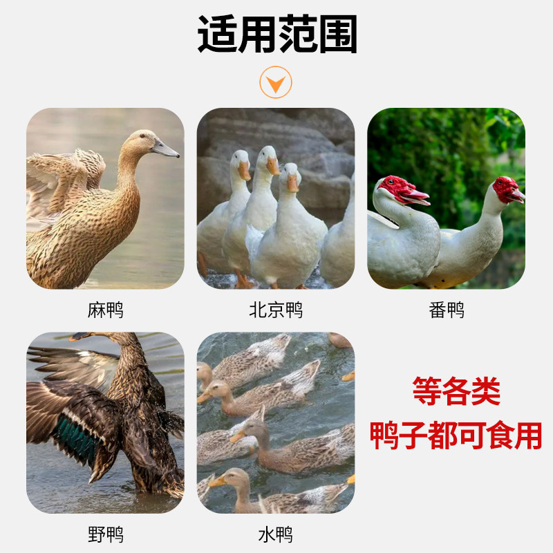 鸭饲料喂鸭专用小鸭粮食物中大鸭子饲料大颗粒肉鸭产蛋鸭鸡鹅打窝,淘宝优惠券,粉丝福利购,淘宝优惠卷