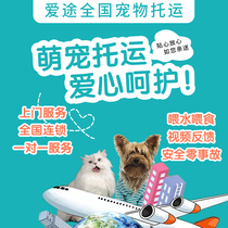 Pet consignment service National kitty Puppy air freight train FAW Beijing Shanghai Guangzhou Shenzhen International mailing