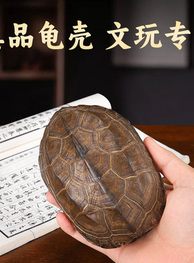 乾隆铜钱六爻摇卦工具算挂手把件家居摆件天然乌龟壳真龟甲文玩真