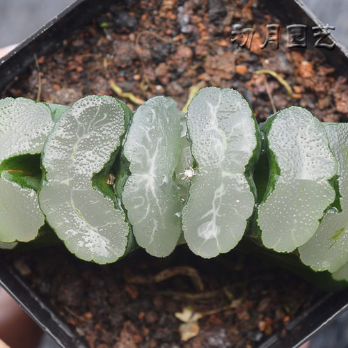 厚叶玉扇 稀有大型云水纤纹系灵气仙品多年苗株颗十二卷多肉植物 - 图2