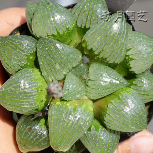 亲指姬 初月园艺 十二卷玉露玉扇万象寿经典 多肉植物 有一物一拍 - 图0