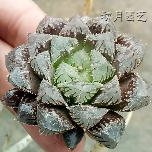 红岩玉露 初月园艺 坚韧耐活经典砖红色楼兰系瓦苇十二卷多肉植物 - 图0