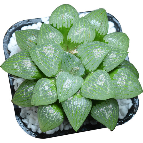 亲指姬 初月园艺 十二卷玉露玉扇万象寿经典 多肉植物 有一物一拍 - 图3