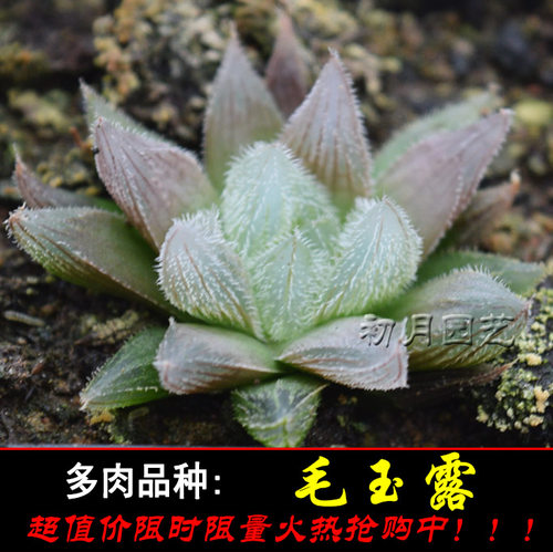 毛玉露 初月园艺 粉嫩萌物玉露经典瓦苇十二卷12类 多肉植物 - 图0