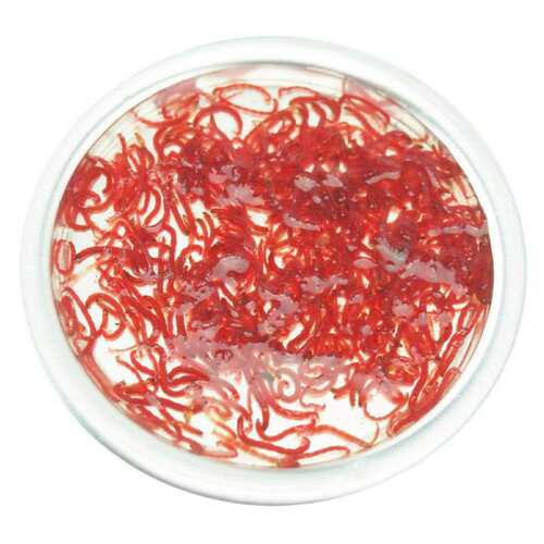 九河冰冻红血虫冷冻红虫赤虫红线虫七彩神仙鱼燕鱼饲料铝箔板包邮 - 图2