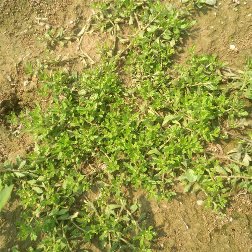 新鲜鹅不食草苗石胡荽鹅不吃草鸡肠草干品打粉种子200g包邮 - 图2