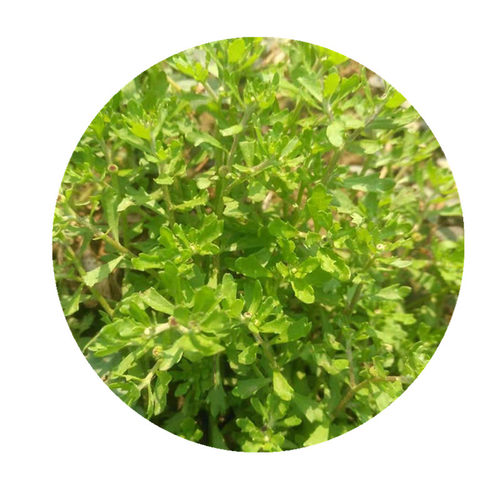 新鲜鹅不食草苗石胡荽鹅不吃草鸡肠草干品打粉种子200g包邮 - 图3