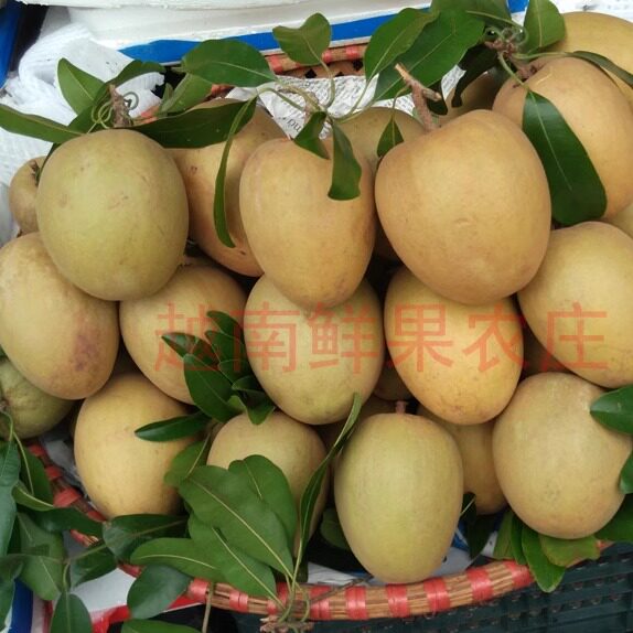 泰国品种一级大人心果非人参果非常甜热带新鲜水果孕妇宝宝果包邮,淘宝优惠券,粉丝福利购,淘宝优惠卷