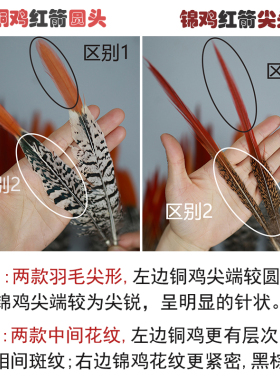 天然野鸡毛红尖羽毛配件