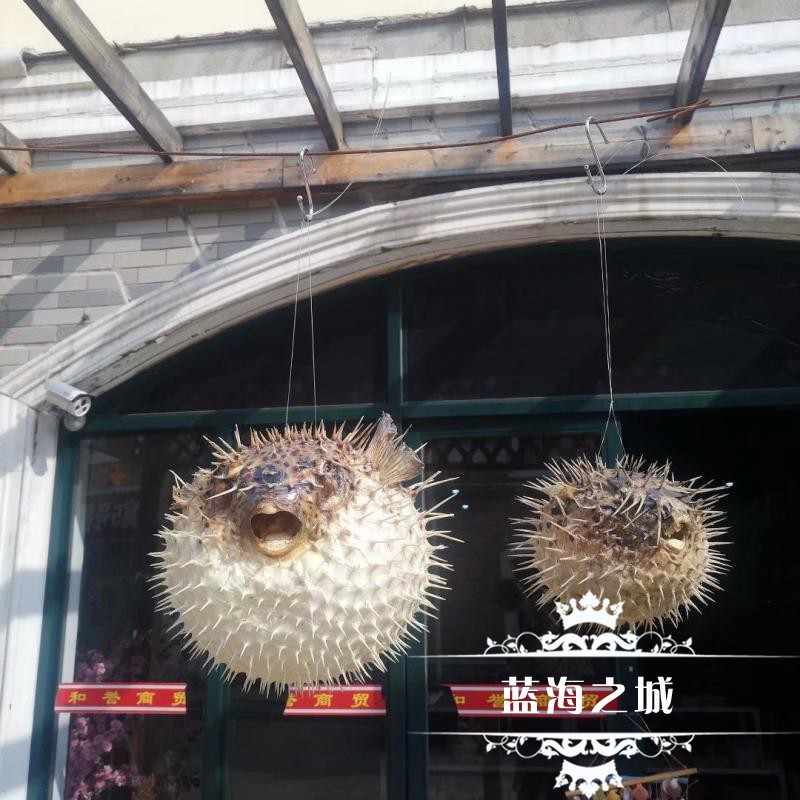 河豚皮 新人首单立减十元 21年7月 淘宝海外 河豚皮 新人首单立减十元 21年7月 淘宝海外