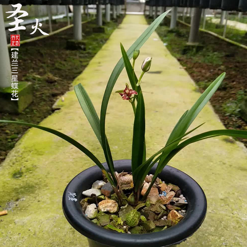 建兰圣火夏秋带花苞四季兰花苗三星蝶室内阳台喜阴花卉绿植物浓香-图3