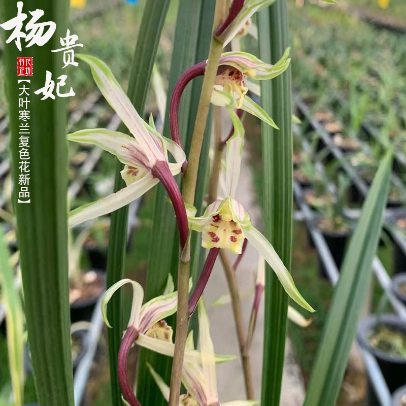 大叶寒兰杨贵妃春秋冬季带花苞名贵兰花苗草室内阳台花卉绿植浓香-图0